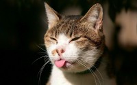 /album/manga/imagen-gato-sacando-lengua-jpg/